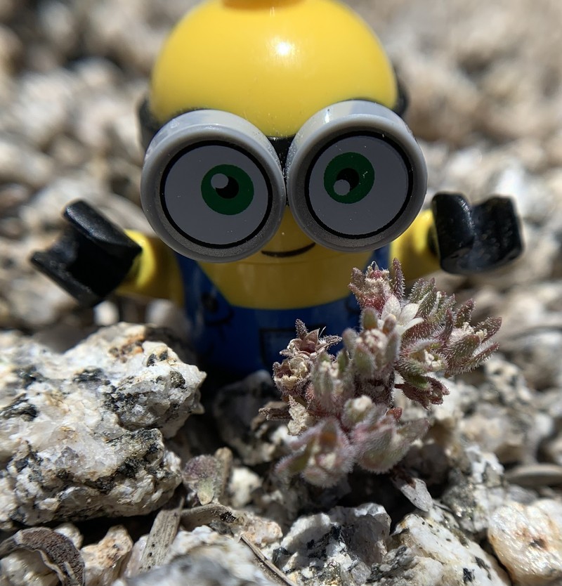 Nemacladus twisselmannii var. twisselmannii photo 3