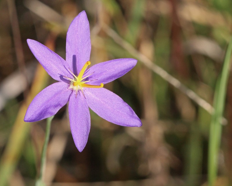 Fallflowering Pleatleaf photo 2