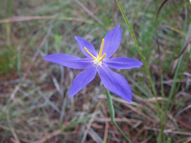 Fallflowering Pleatleaf photo 3
