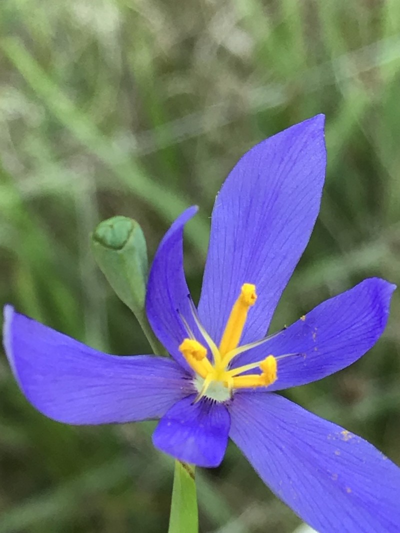 Fallflowering Pleatleaf photo 4