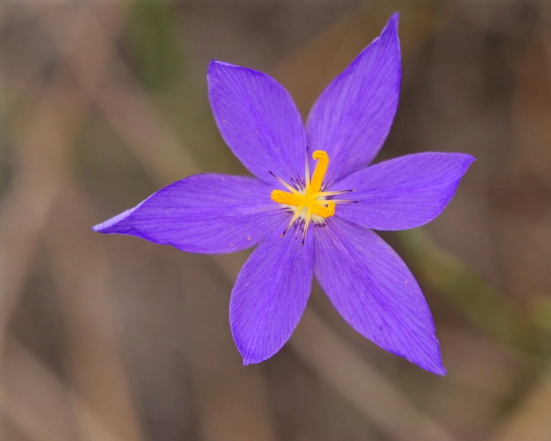 Fallflowering Pleatleaf photo 5