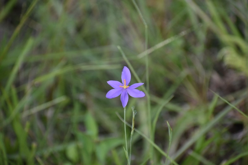 Fallflowering Pleatleaf photo 6