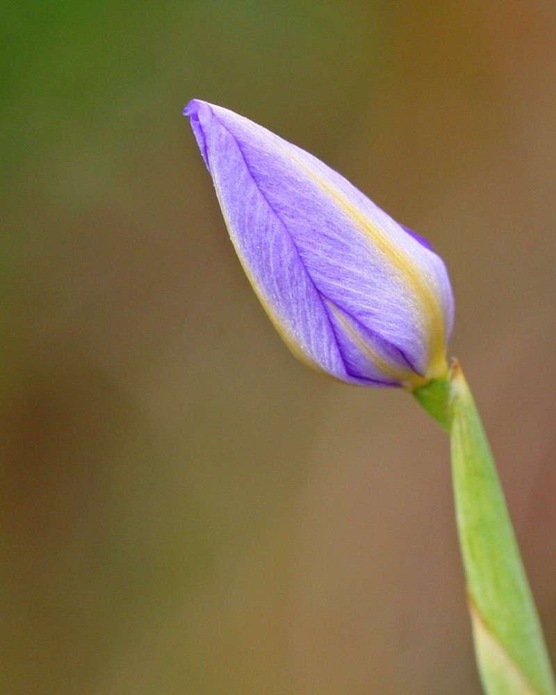 Fallflowering Pleatleaf photo 7