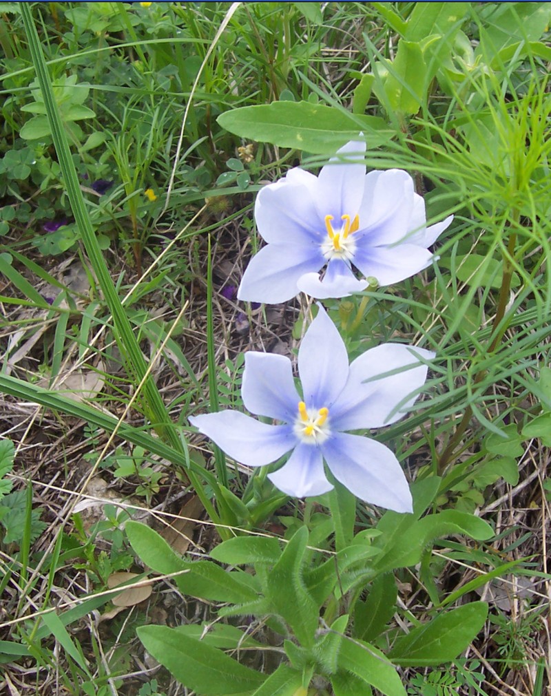 Prairie Pleatleaf photo 3