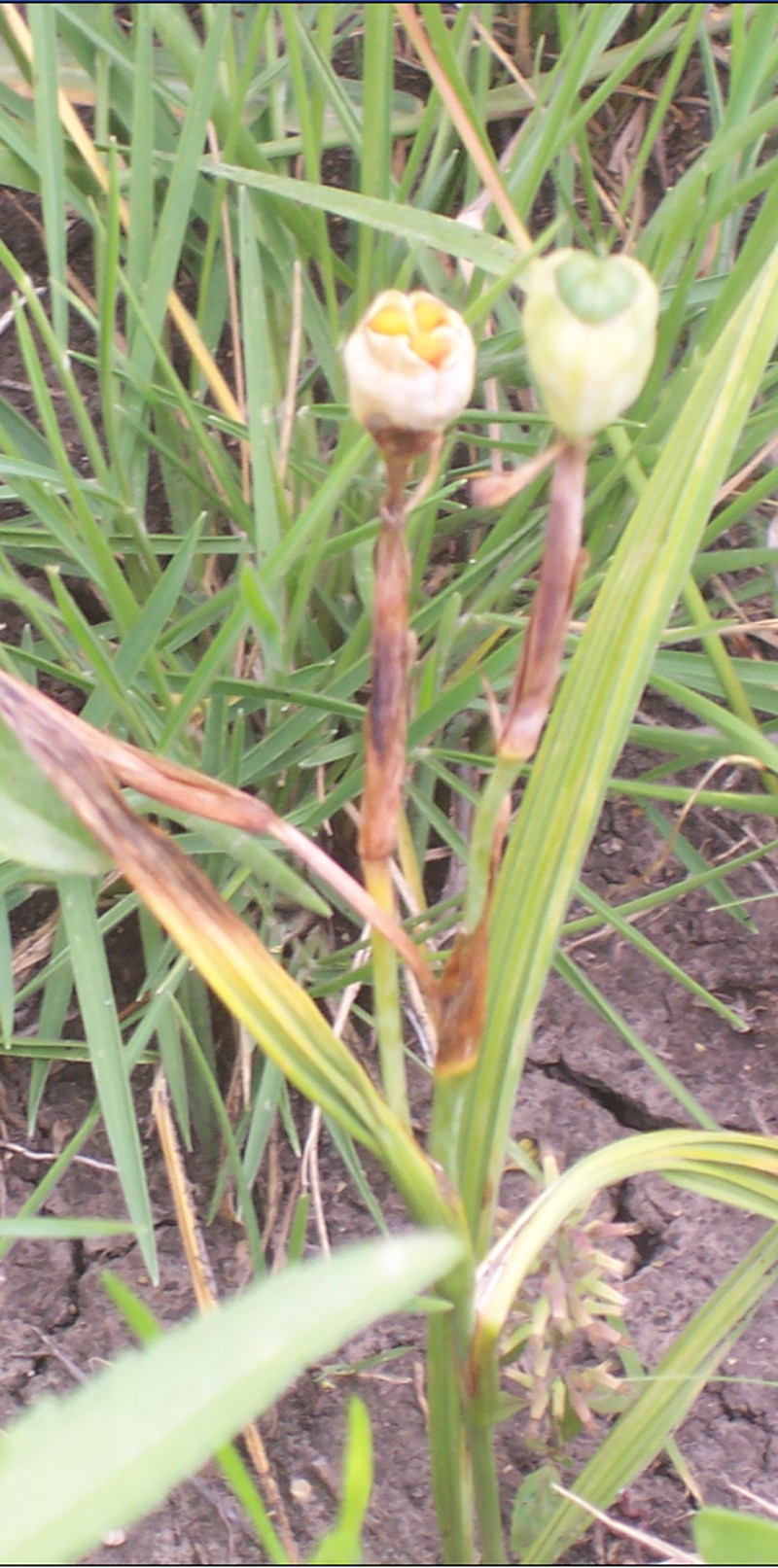 Prairie Pleatleaf photo 4