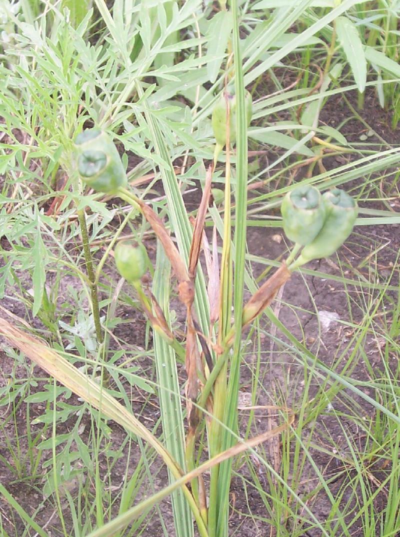 Prairie Pleatleaf photo 2