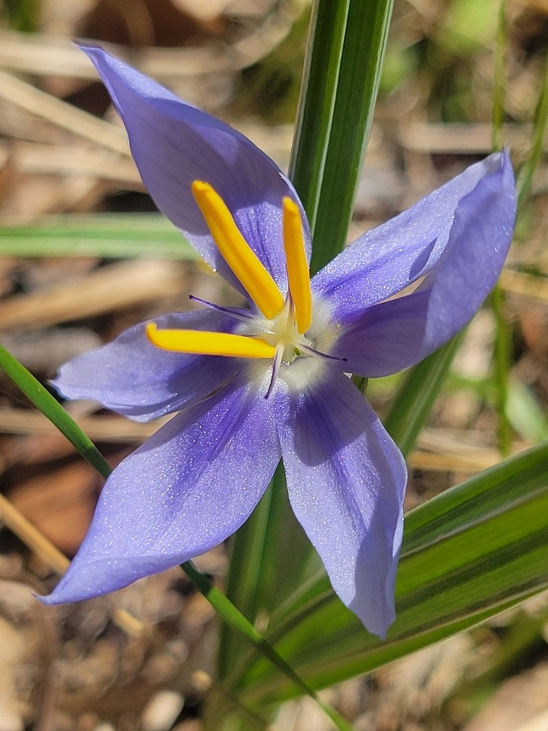 Prairie Pleatleaf photo 5