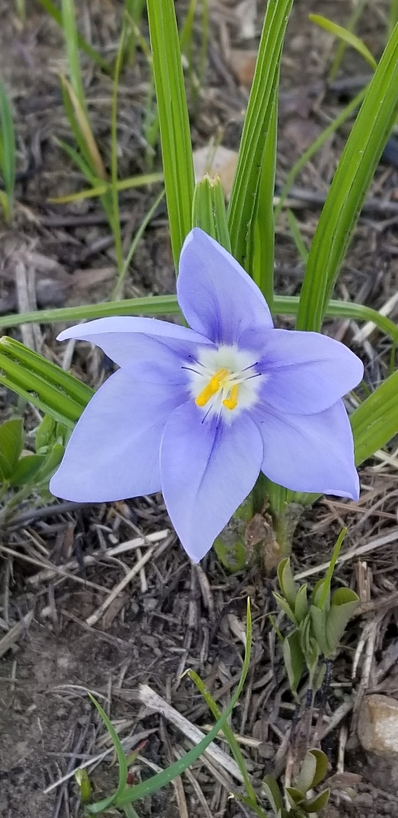 Prairie Pleatleaf photo 6