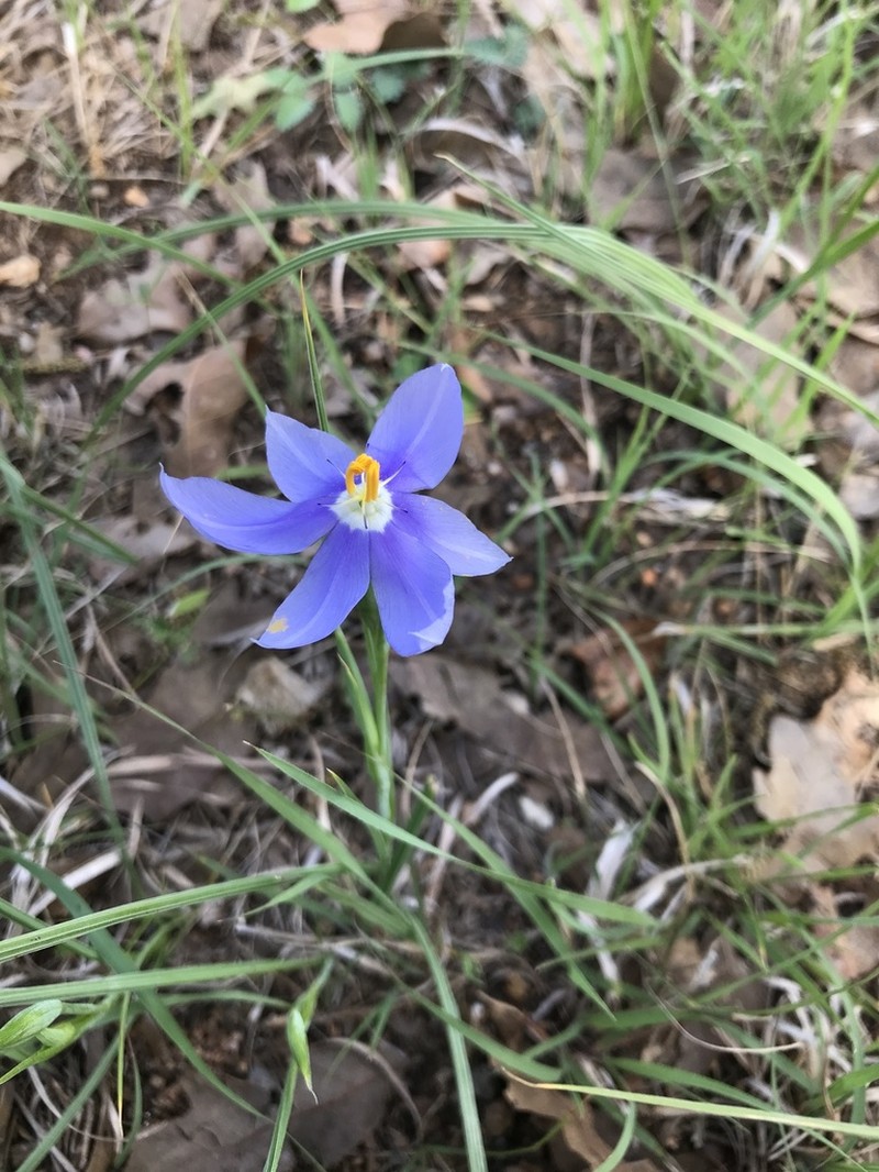 Prairie Pleatleaf photo 7