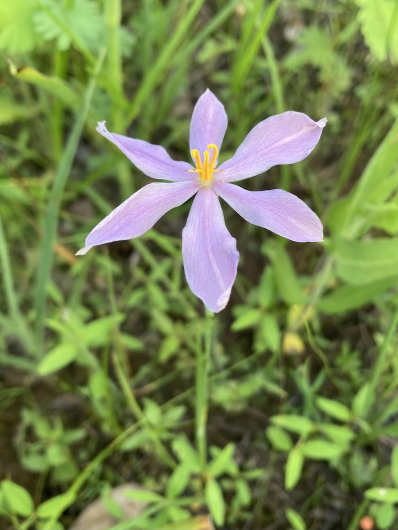 Nuttall's Pleatleaf