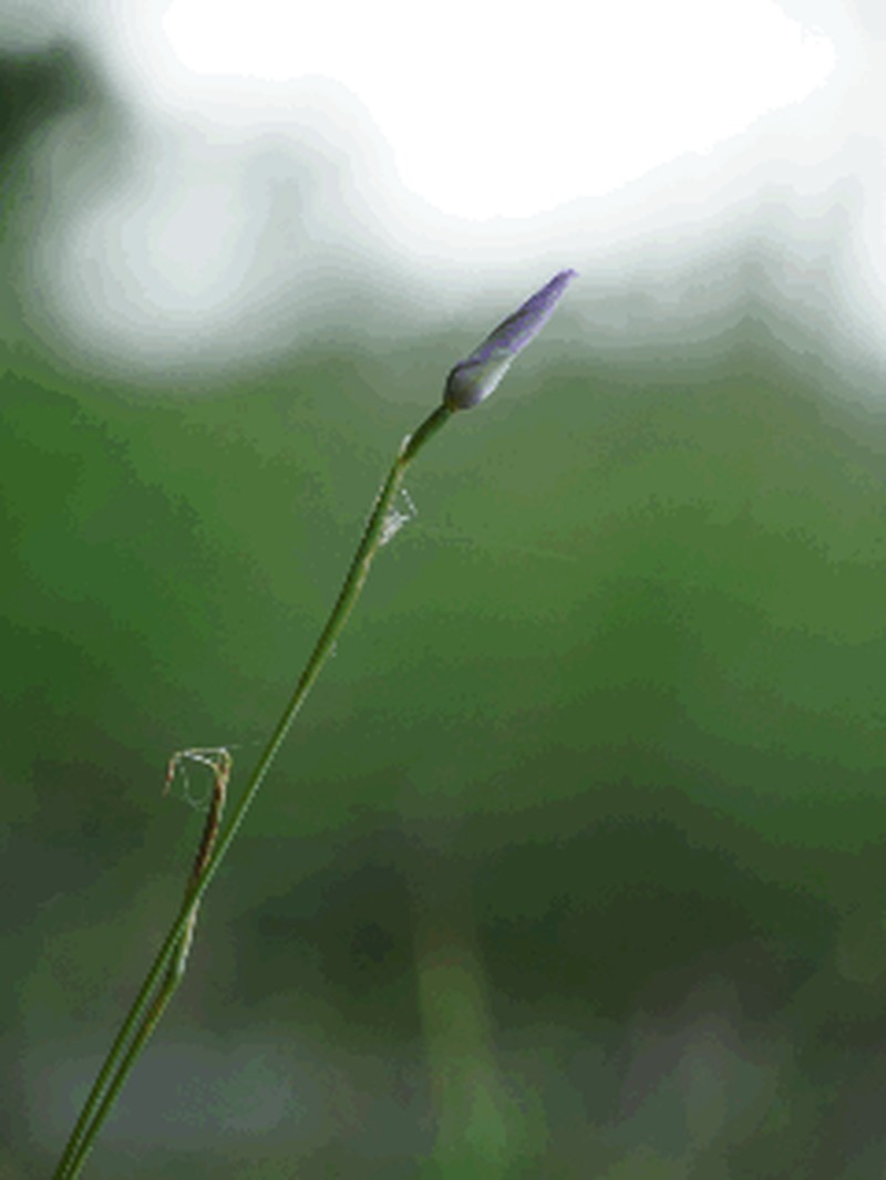 Nuttall's Pleatleaf photo 2