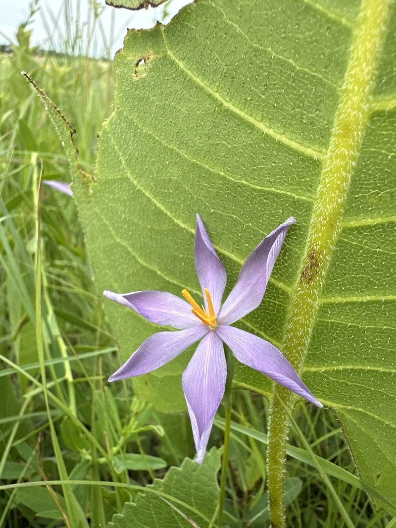 Nuttall's Pleatleaf photo 3