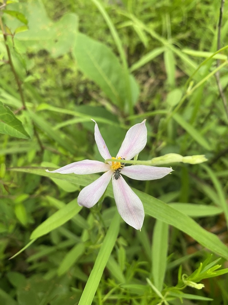 Nuttall's Pleatleaf photo 4