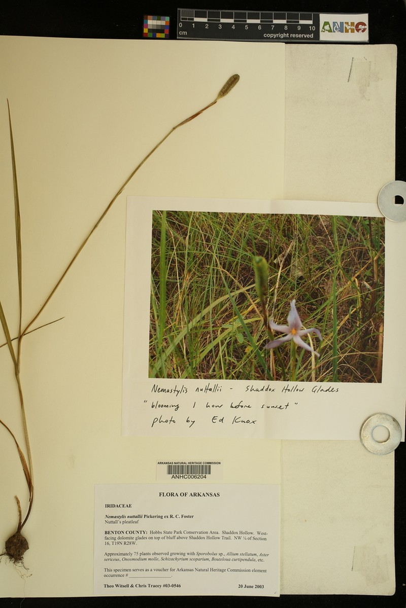 Nuttall's Pleatleaf photo 5
