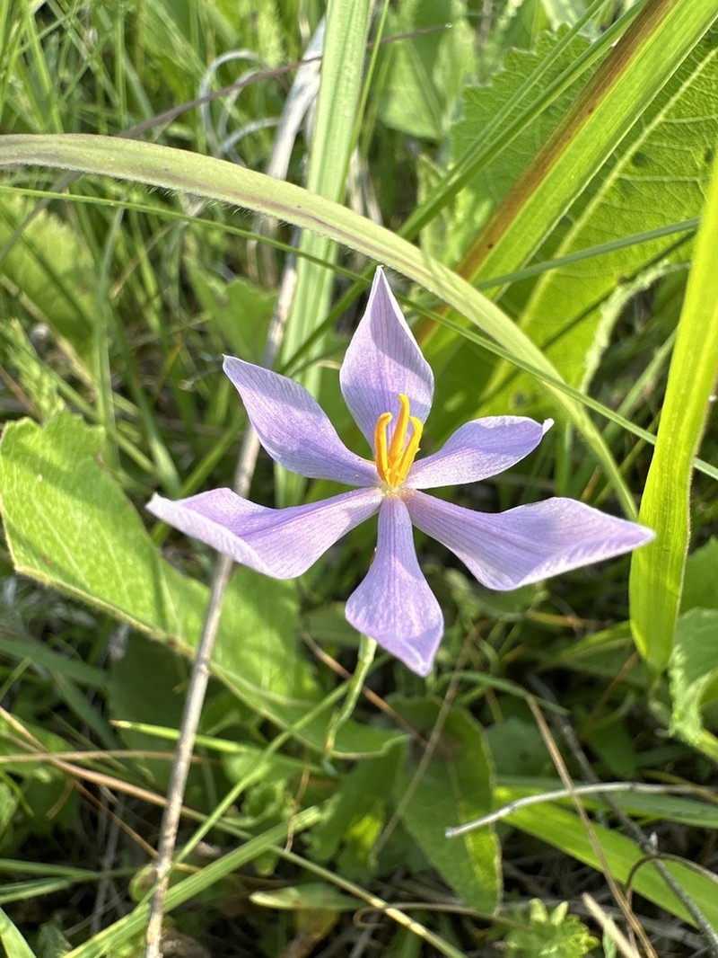 Nuttall's Pleatleaf photo 6