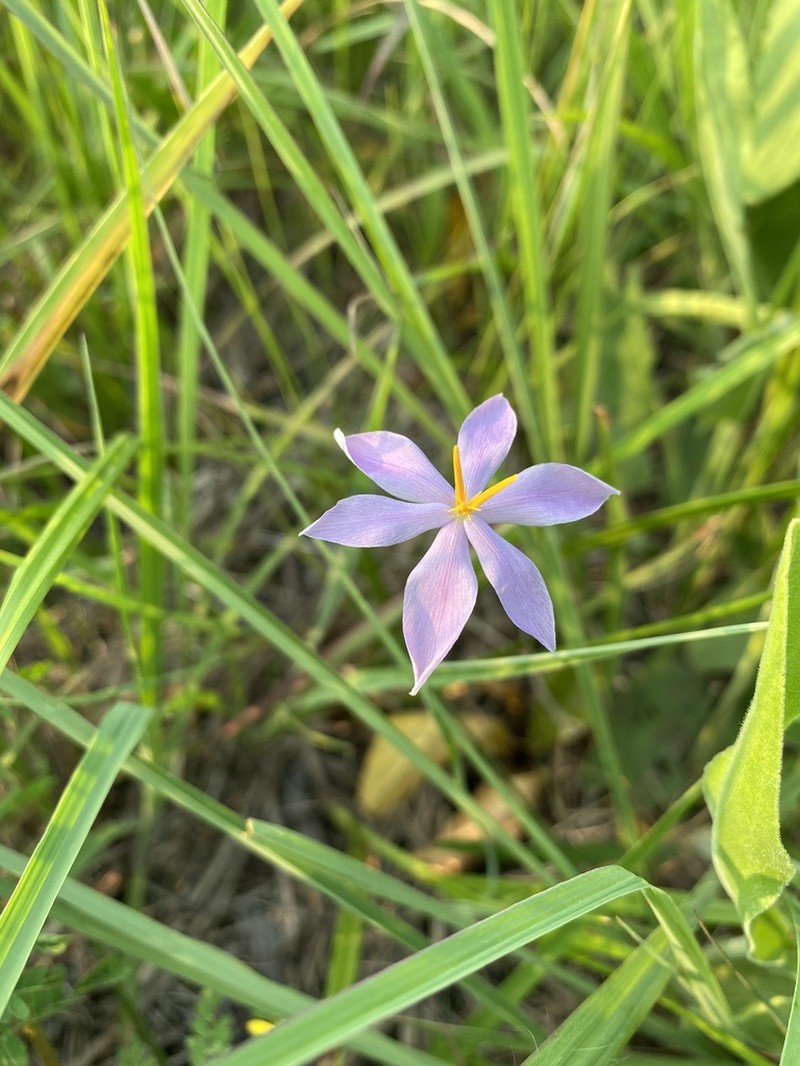 Nuttall's Pleatleaf photo 8