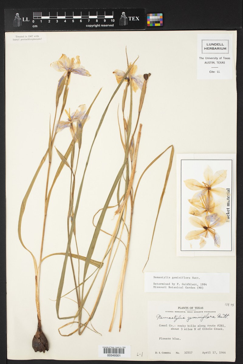 Nemastylis selidandra