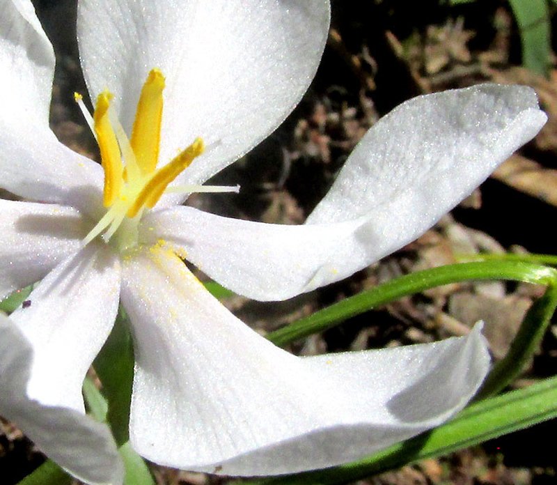 Southwestern Pleatleaf