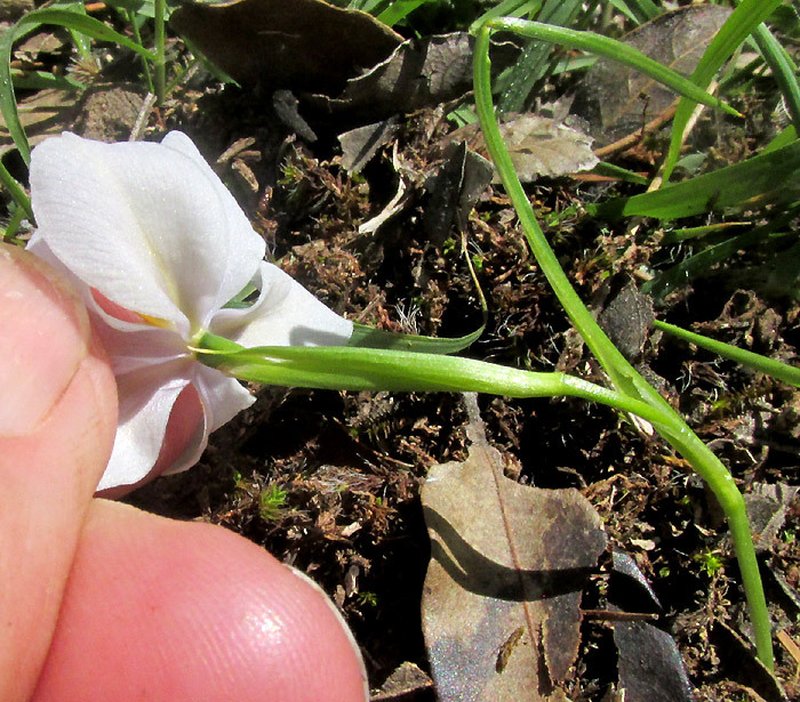 Southwestern Pleatleaf photo 4