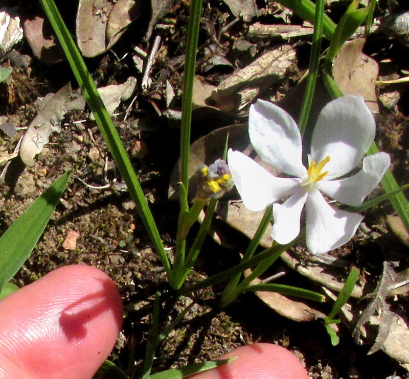 Southwestern Pleatleaf photo 5