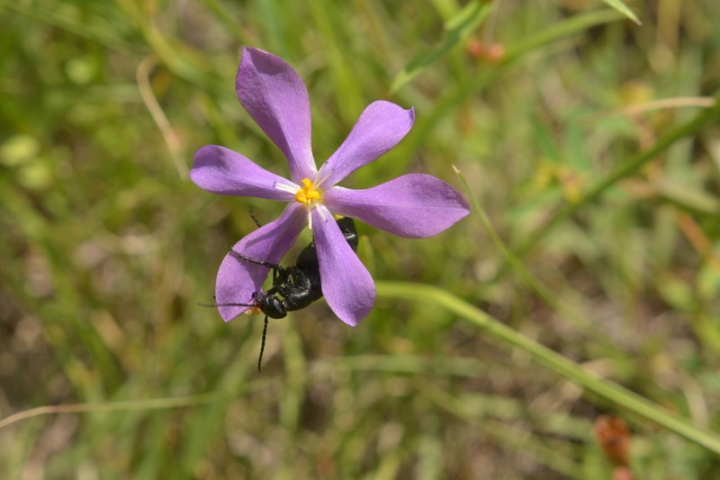 Southwestern Pleatleaf photo 4