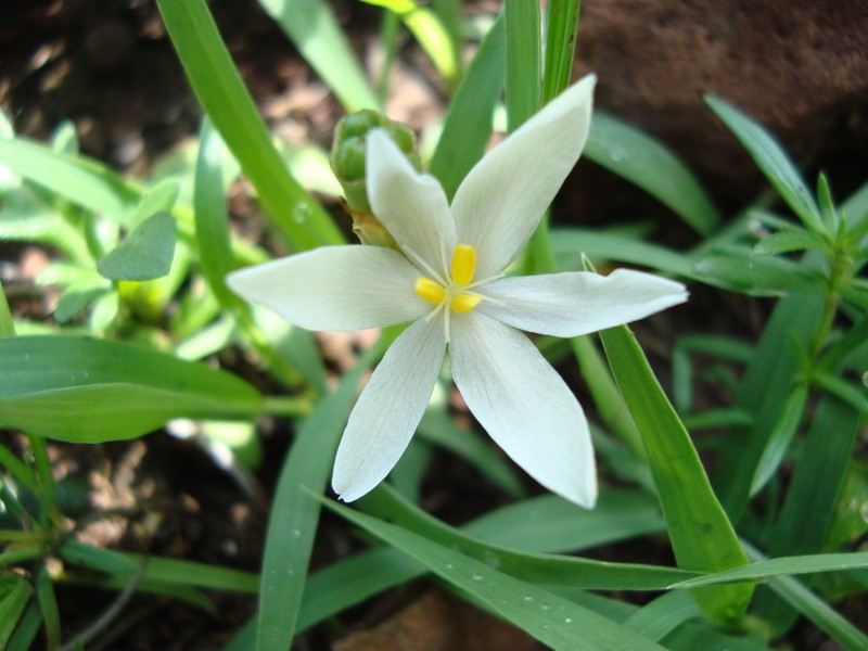 Southwestern Pleatleaf photo 6