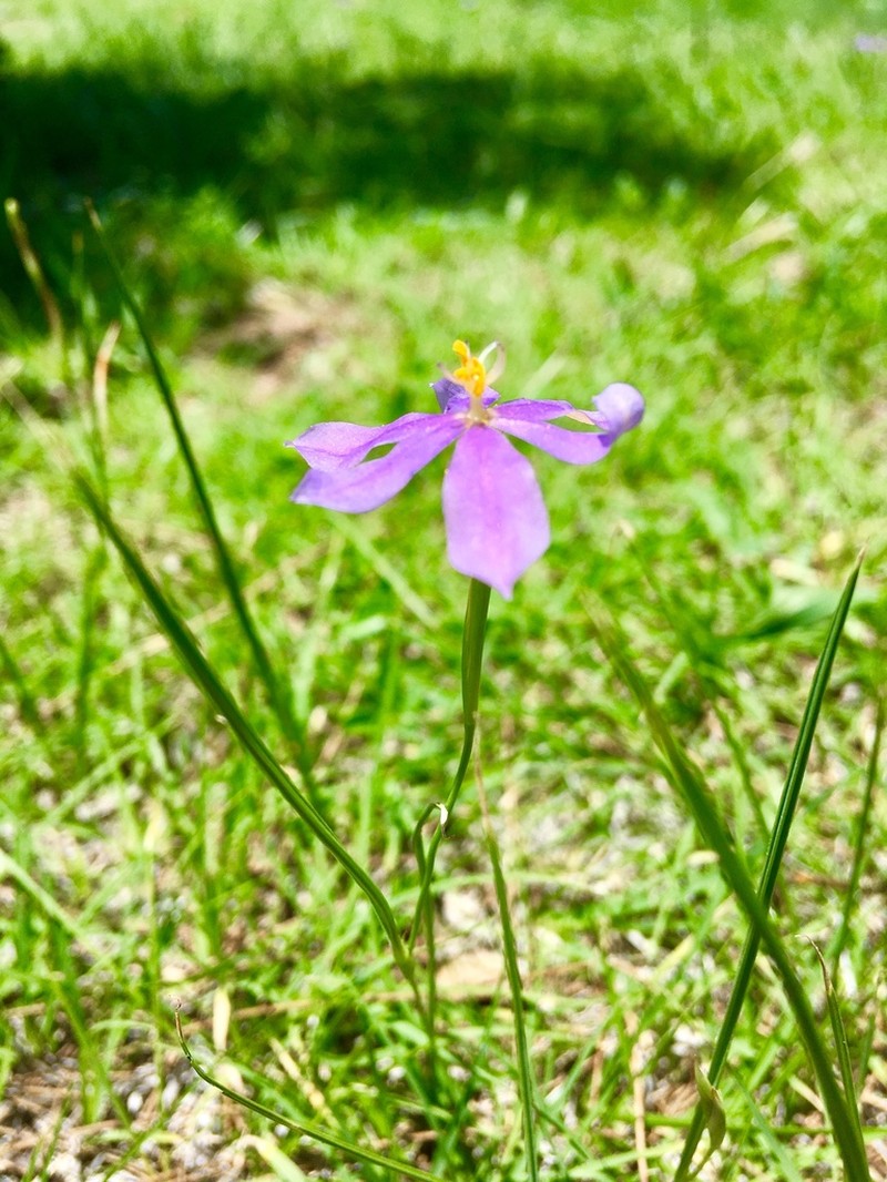 Southwestern Pleatleaf photo 7