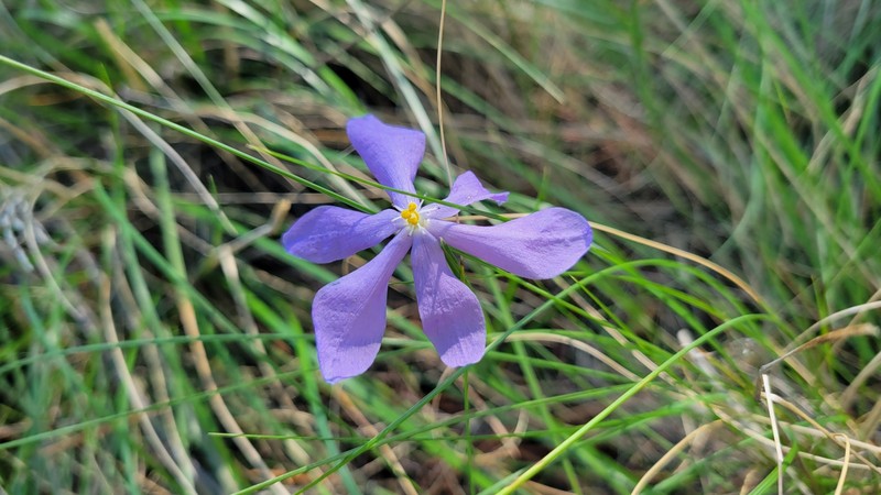 Nemastylis tenuis subsp. pringlei