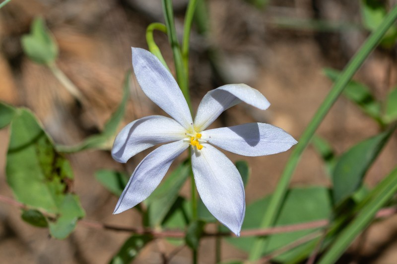Nemastylis tenuis subsp. pringlei photo 2