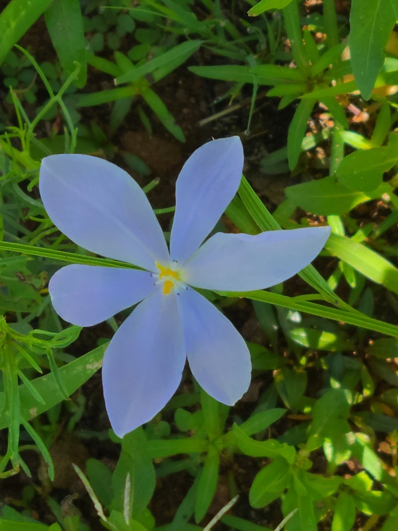 Nemastylis tenuis subsp. pringlei photo 3