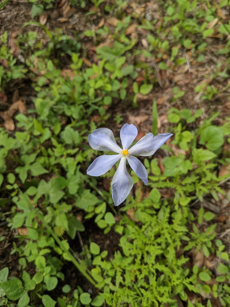 Nemastylis tenuis subsp. pringlei photo 4