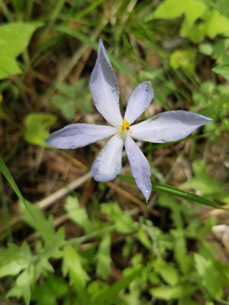 Nemastylis tenuis subsp. pringlei photo 5