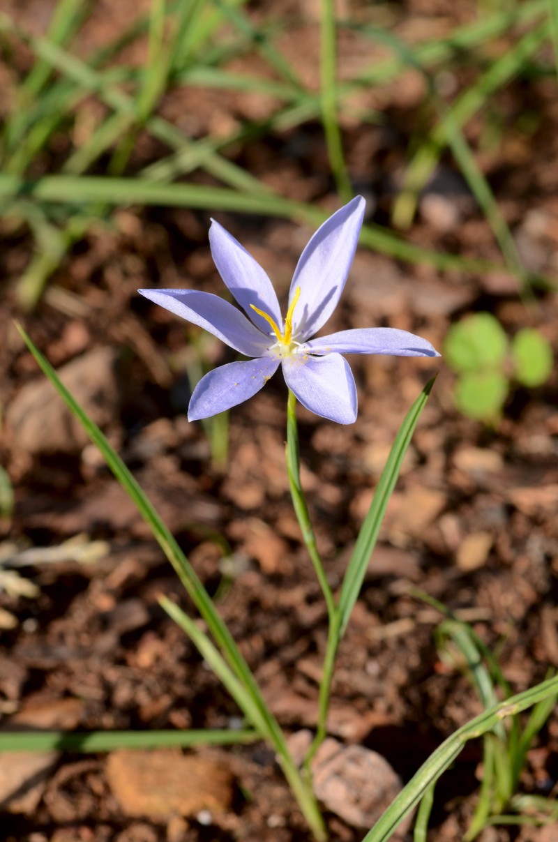 Nemastylis tenuis subsp. pringlei photo 6
