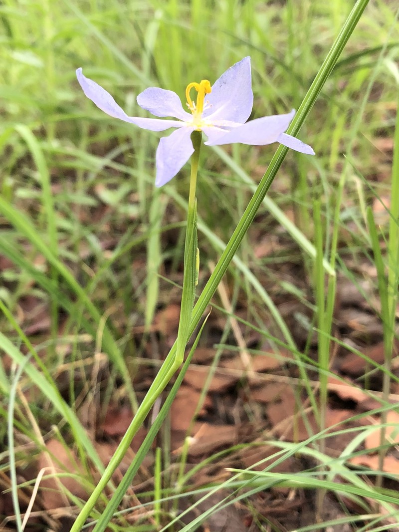Nemastylis tenuis subsp. pringlei photo 7
