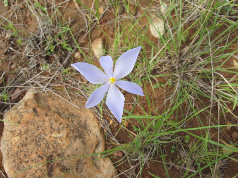 Nemastylis tenuis subsp. pringlei photo 8