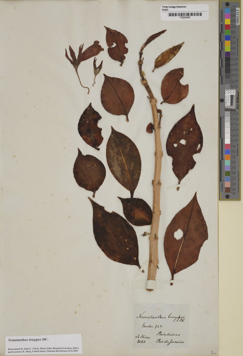 Nematanthus crassifolius subsp. crassifolius