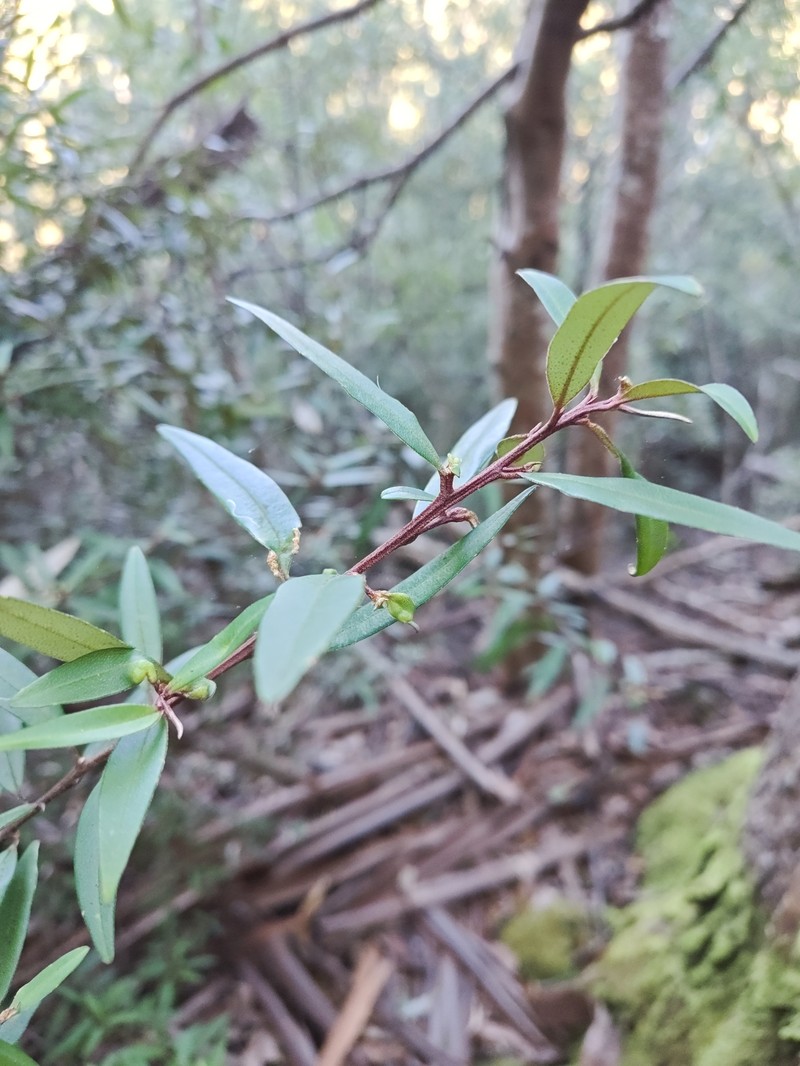 Nematolepis squamea subsp. squamea