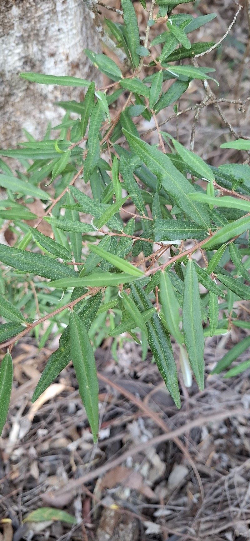 Nematolepis squamea subsp. squamea photo 3