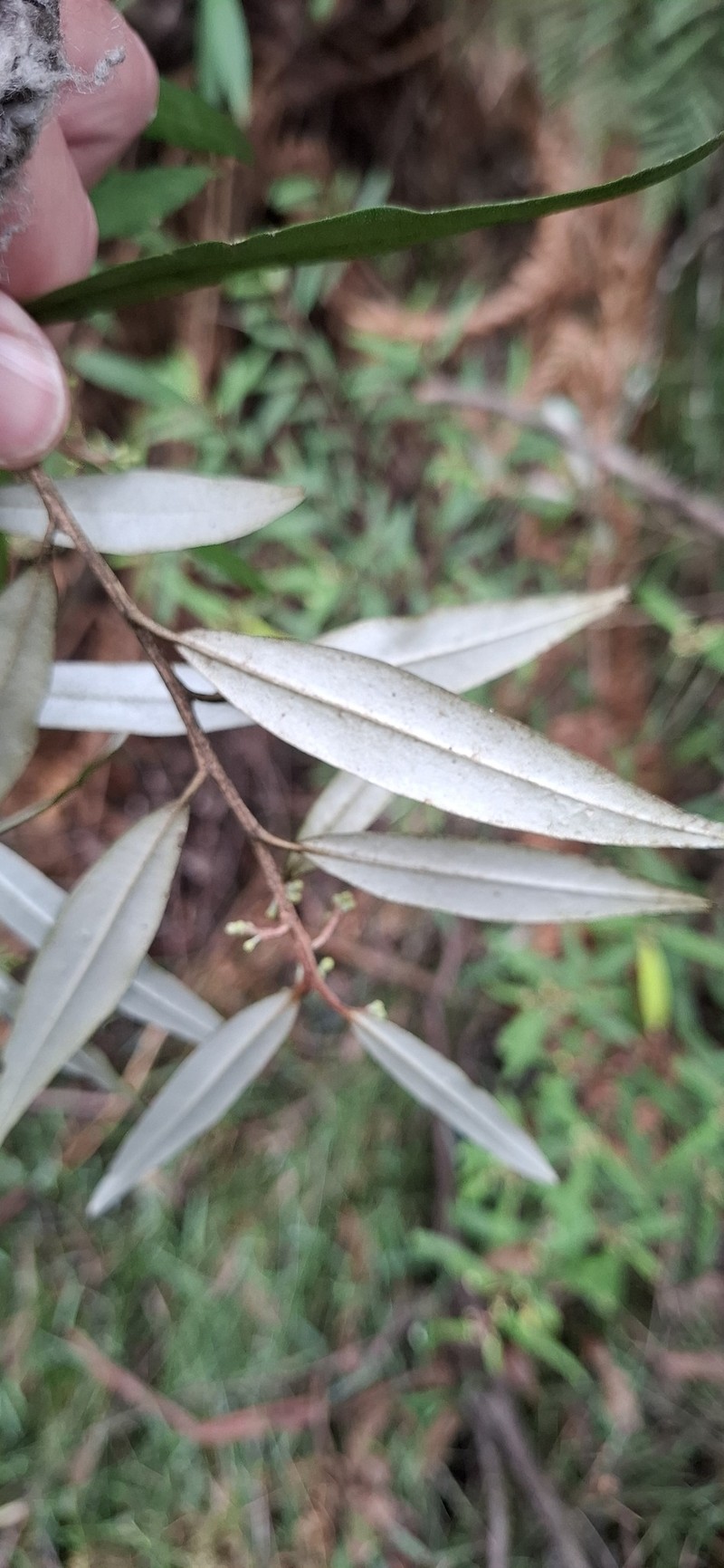 Nematolepis squamea subsp. squamea photo 4