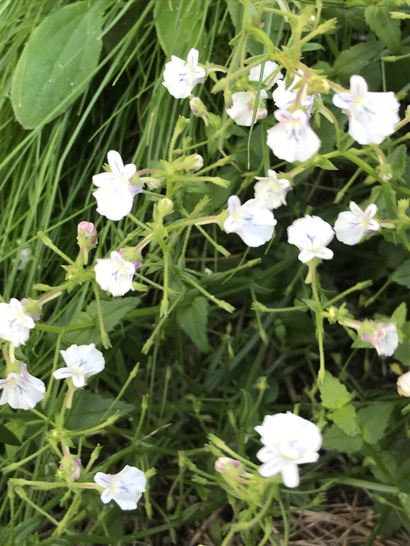 Nemesia diffusa var. diffusa