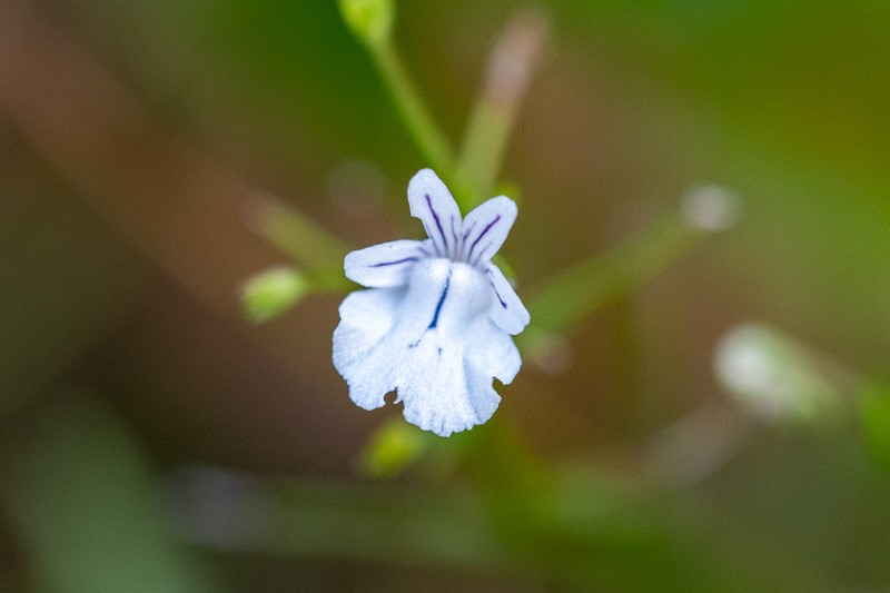 Nemesia diffusa var. diffusa photo 2