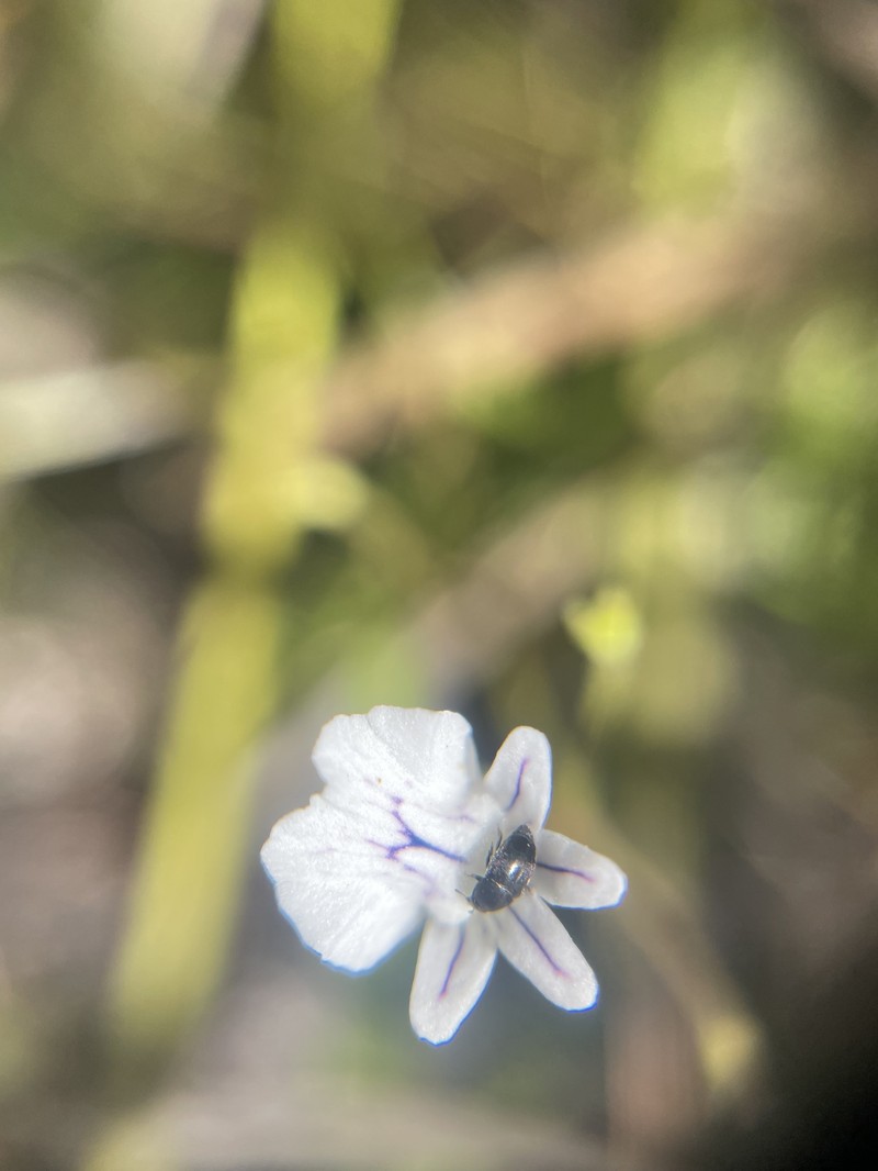 Nemesia diffusa var. diffusa photo 3