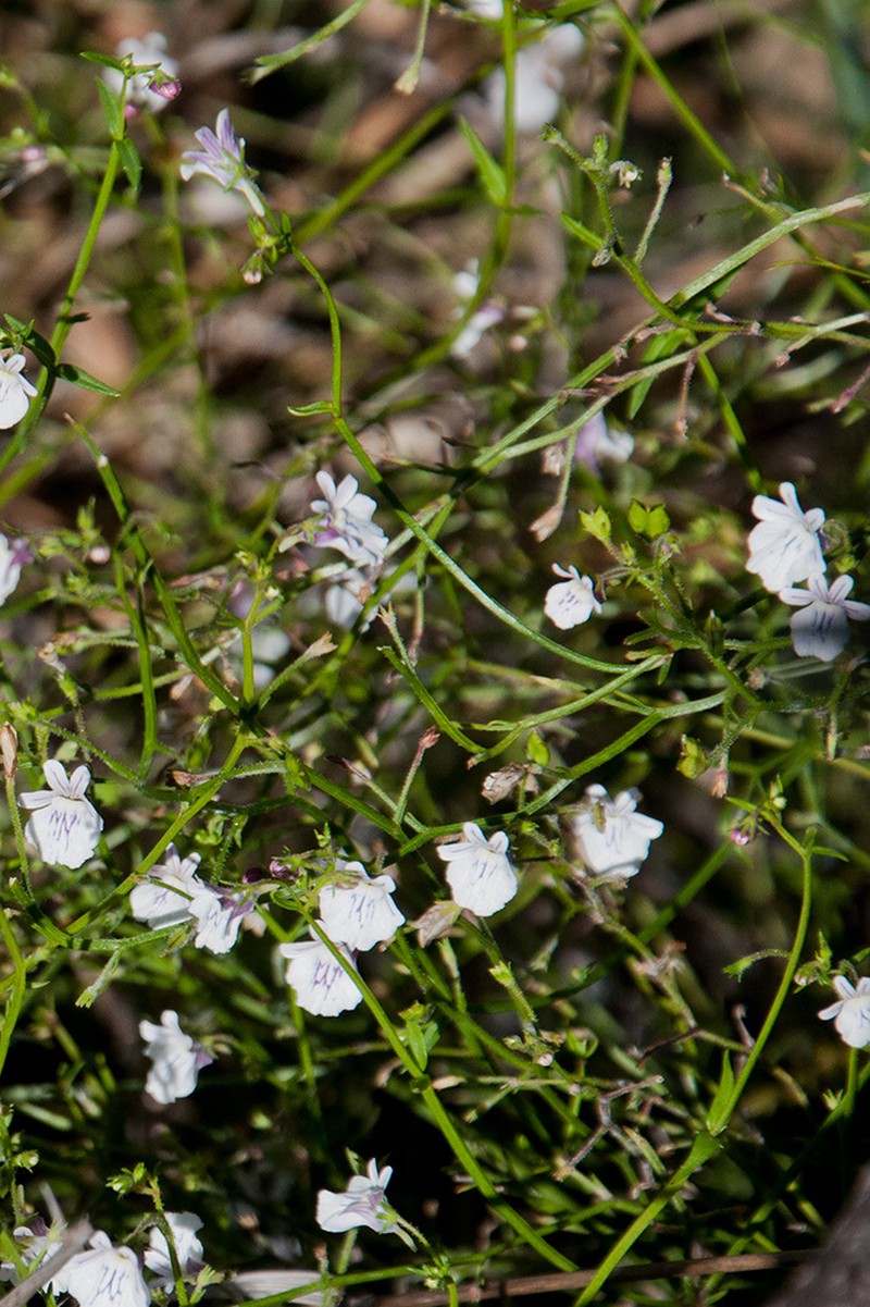 Nemesia diffusa var. diffusa photo 4