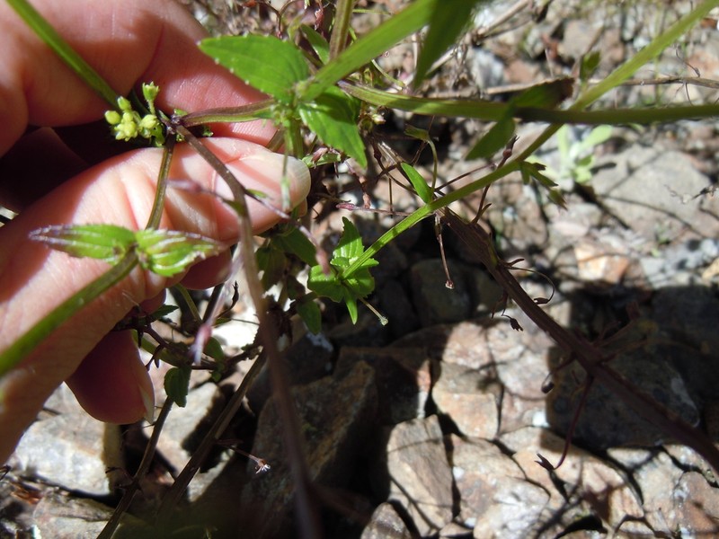 Nemesia elata