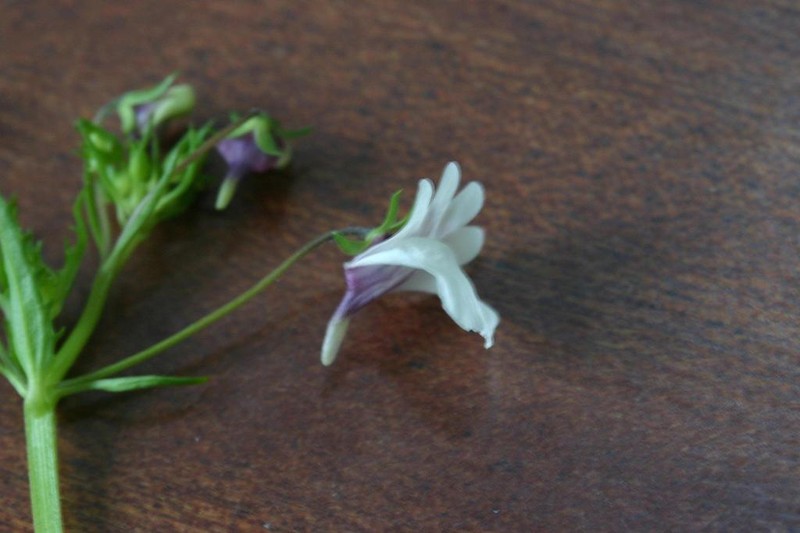 Nemesia elata photo 2