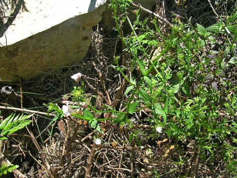 Nemesia elata photo 3
