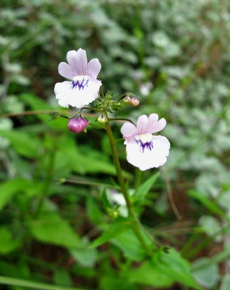 Nemesia elata photo 5