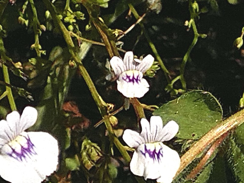 Nemesia elata photo 6