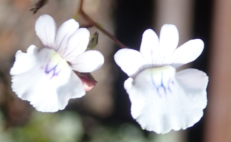 Nemesia elata photo 7