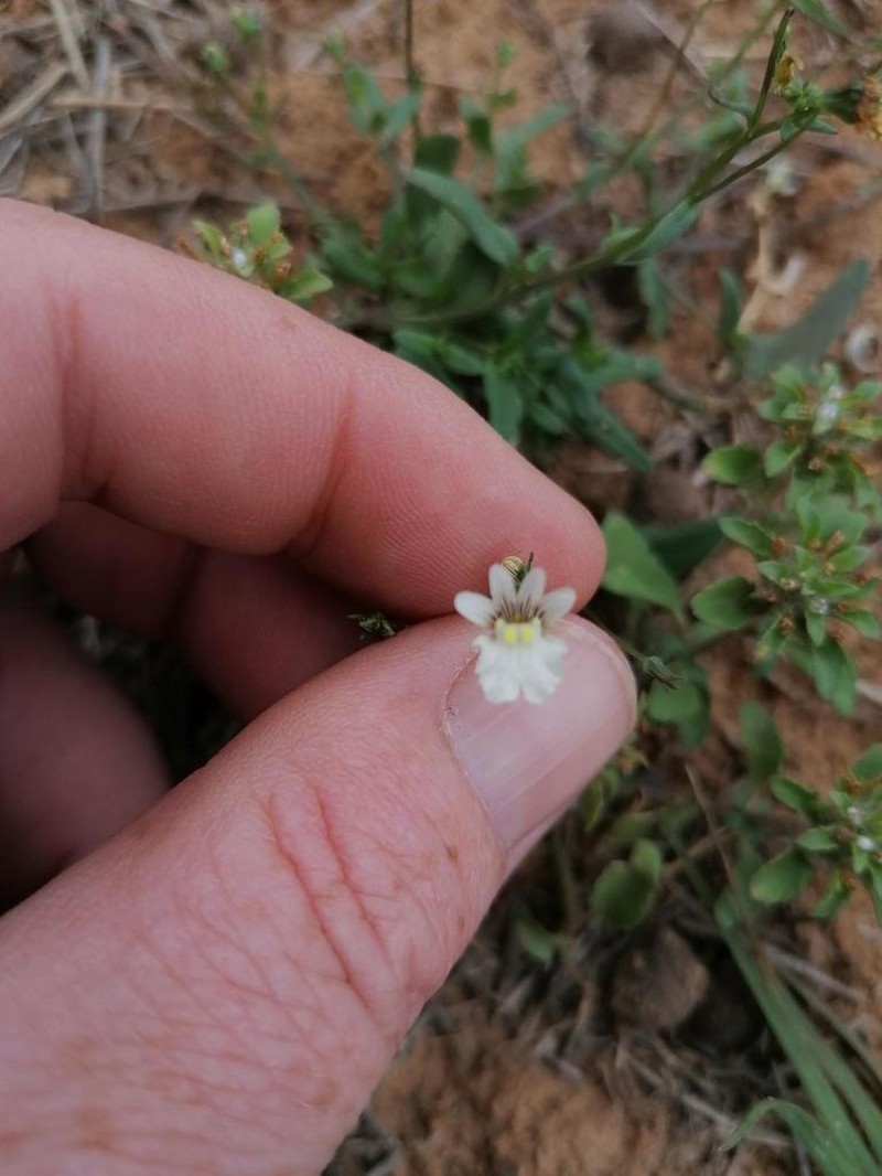 Nemesia fourcadei